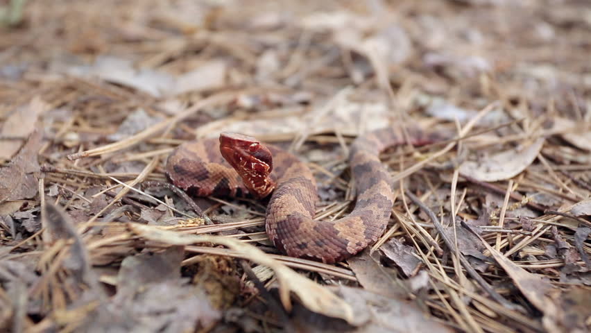 A small juvenile Western Cottonmouth, Agistrodon piscivores leucostoma, coiled on dried leaves on the forest floor flicking it
