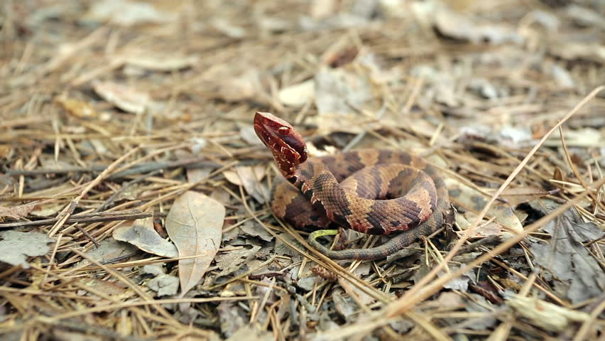 A small juvenile Western Cottonmouth, Agistrodon piscivores leucostoma, coiled on dried leaves on the forest floor facing camera left and flicking it