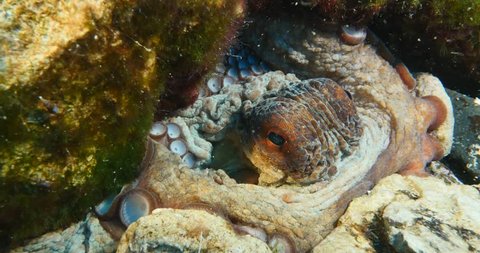 Wrinkled Octopus Fish Acting Strange Underwater Stock Footage Video ...