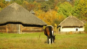 Solitary horse grazes in a grassy patch outside thatched roof houses of an old. traditional village in rural Ukraine. FullHD footage