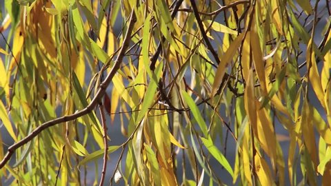 Willow branches on tree against water surface in autumn, full HD 1080 p Video Footage 