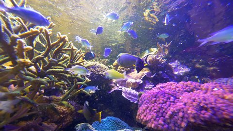 Coral reef with fish in 4k slow motion 60fps