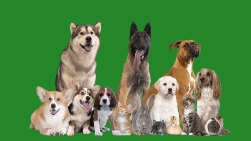 different pets on green screen Stock Footage Video (100% Royalty-free