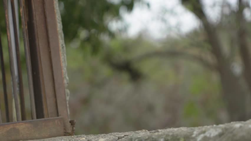 A slow motion shot of a dog.