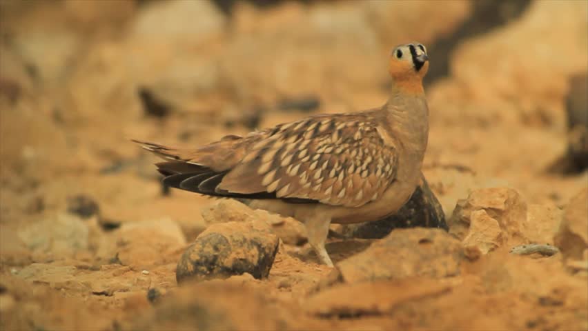 Slow Motion, Male Crowned Sandgrouse 스톡 동영상 비디오(100% 로열티 프리) 1020260545 | Shutterstock