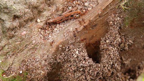 Behavior of ant colony, Big ant and small ants moving on the nest. Close up and select focus.