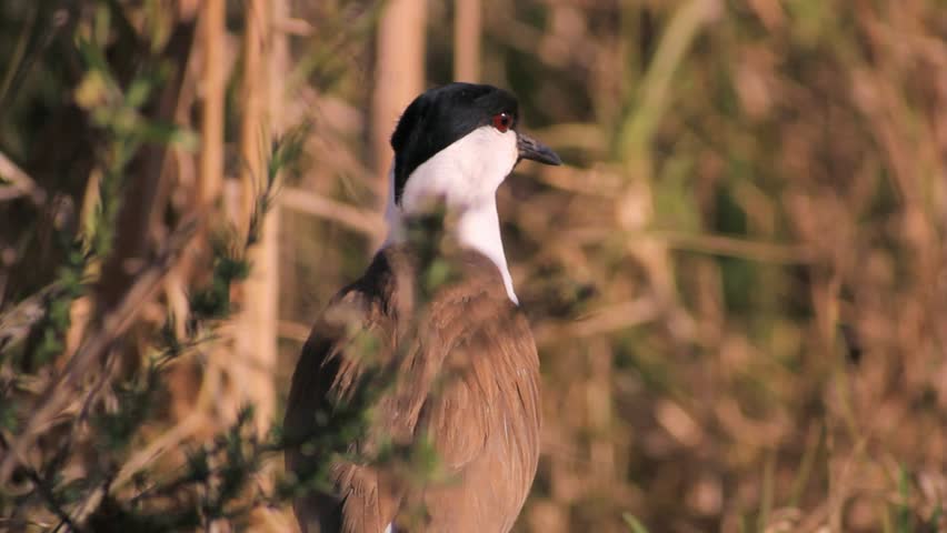 spur winged plover (Vanellus spinosus)