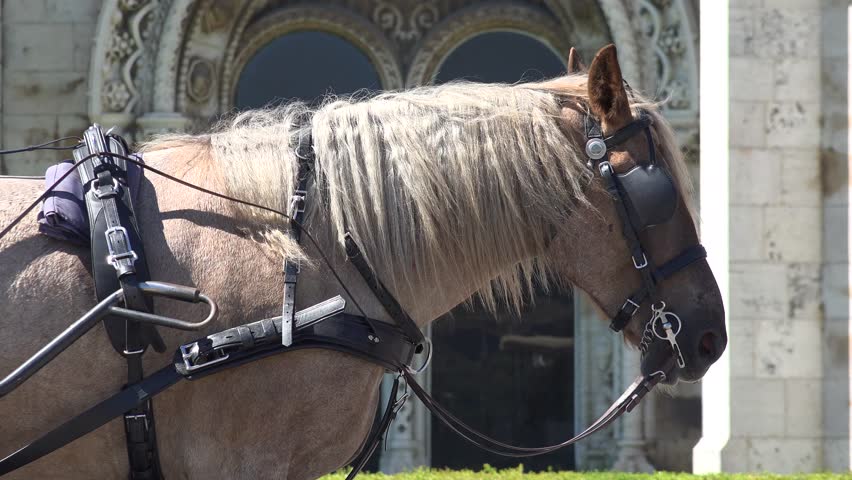 A Carriage Horse