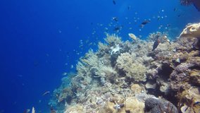 Underwater coral reef and fish video