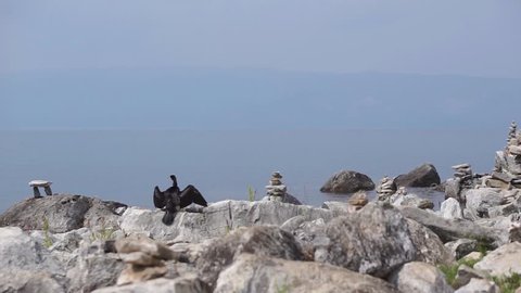 Black Cormorant sitting on stone and spreading wings against the backdrop of a reservoir. Olkhon island. Lake Baikal, Siberia.