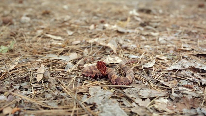 Small juvenile Western cottonmouth, Agkistrodon piscivorus leucostoma, resting on dried leaves on the forest floor flicking it