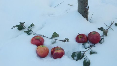 Snow falls on red apples lying on fluffy snow in the garden on a winter windy day