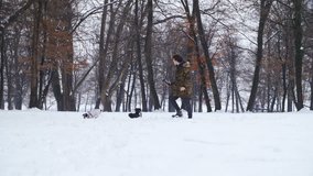 Boy video shooting two dogs in snow slow mov HD. Wide shot of young person in focus with a handheld Steadicam device shooting black and white dogs. Forest in the background.