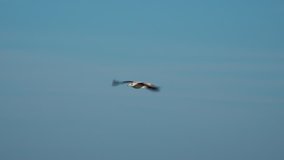 Gull flying in slow motion - Powered by Shutterstock - Get 15% off with code: PIKWIZARD15