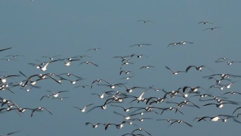 Hundred of seagulls flying