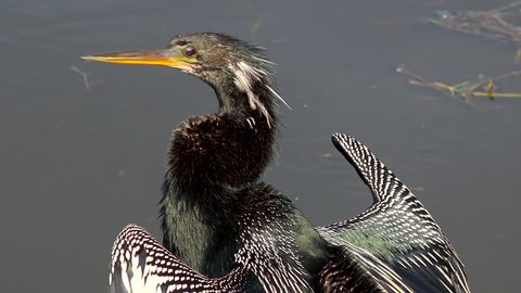 Nice close-up shot of Anhinga (cormorant) with wings spread. Camera pans from tail feathers to bird?s face
