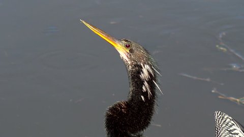 Nice close-up shot of Anhinga (cormorant) looking for fish from his perch on a dead limb