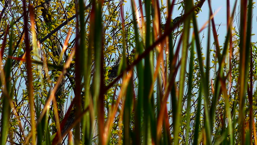 Anhinga roosting on dead tree limb ? camera tilts from marsh to the bird