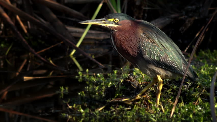 Nice close-up shot of Green Heron bird in Everglades National Park