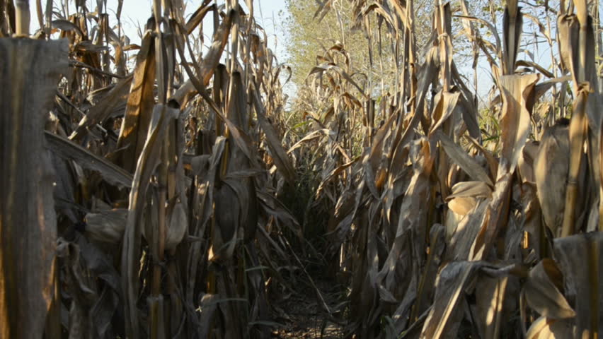 Corn field at sunset in the countryside of Lomellina