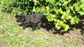 Labrador puppy runs and plays in the garden