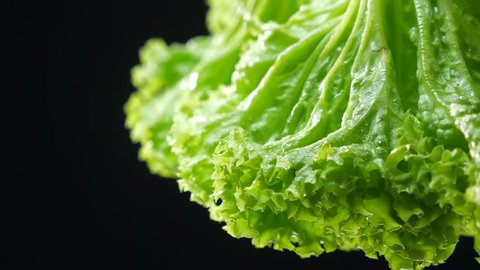 アイスバーグレタス イラスト Stock Video Footage 4k And Hd Video Clips Shutterstock