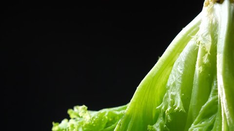 アイスバーグレタス イラスト Stock Video Footage 4k And Hd Video Clips Shutterstock アイスバーグレタス イラスト Stock Video Footage 4k And Hd Video Clips Shutterstock
