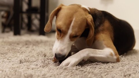 Time Lapse of Beagle nibbling on a bone filled with treats