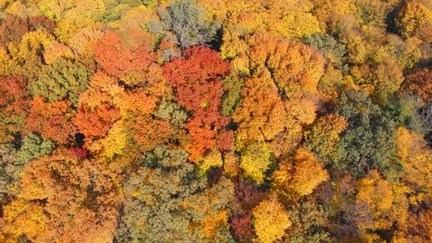 Drone perspective of Autumn's changing leaves. in shades of red. orange. yellow and green. as seen from a low altitude flyover. Ultra HD 4k stock footage