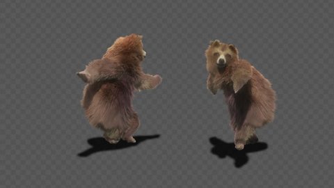 bear CG fur 3d rendering animal realistic CGI VFX Animation  Loop alpha dance composition 3d mapping, Included in the end of the clip with Alpha matte.