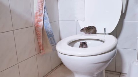 wild norway rats is coming out of the toilet and walk on the toilet seat, some scenes