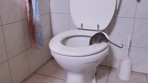 a wild norway rat is jumping into a toilet and disapear, a number of scenes