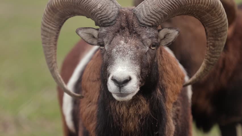beautiful Portrait of a male European mouflon Royalty-Free Stock Footage #1020303445