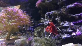 Marine aquarium full of tropical fishes and plants. Reef tank filled with water for keeping live underwater animals. Cardinal Shrimp. Clownfish and Actinia or Sea Flower. 