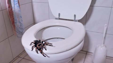 a tarantula spider is walking on the toilet in a restroom