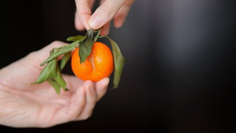 Sexy orange fruit in the right hands. Aphrodisiac. Visual aids and wildlife lesson. Ripe tangerine with green leaf in beautiful hands.