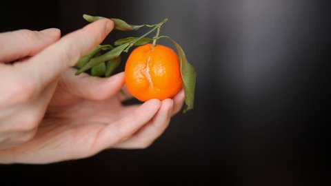 Sexy orange fruit in the right hands. Aphrodisiac. Visual aids and wildlife lesson. Ripe tangerine with green leaf in beautiful hands.