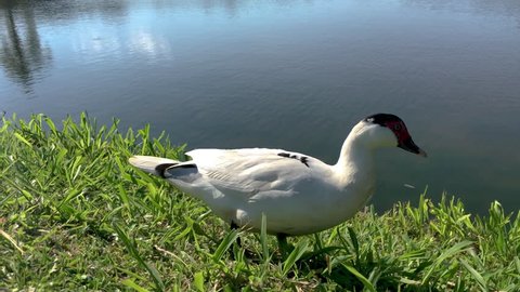 duck in his wild life, living his life loose and undisturbed, filmed very closely.
 Stock video