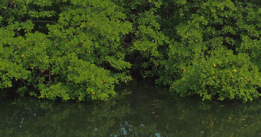 Motion video Florida mangrove trees by water