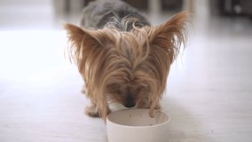 4K Yorkshire terrier has finished eating and is walking away