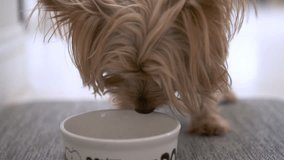 Yorkshire terrier eating dog food from a bowl. In slow motion.