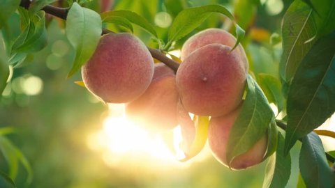 Big juicy peaches on the tree. Organic food for health. Fruits ripen in the sun. Vitamins. Orchard. Harvesting