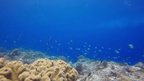 Underwater coral reef in Indian Ocean 