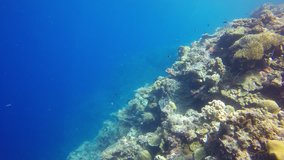 Underwater coral reef in Indian Ocean 