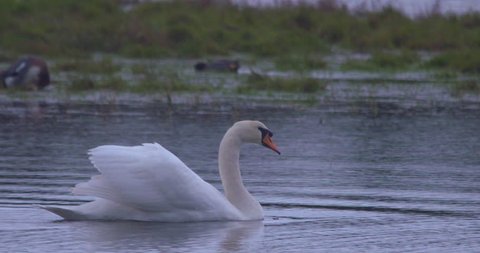 White Swan paddles lake beating wings flying take off slow motion
