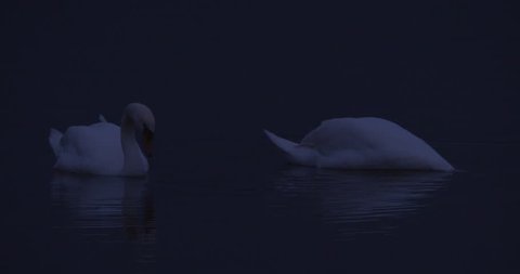 Two swans moonlight dark reflections 
