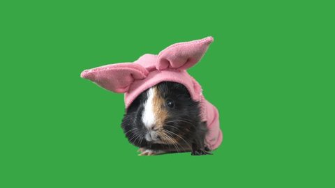 funny guinea pig in clothes on a green screen