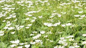 White cosmos flowers in winter wind