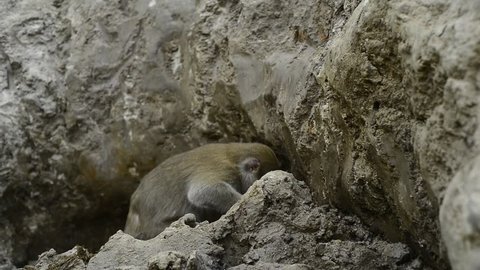 Assamese Macaque monkey Eating in Spring Salt Mineral Soil Lick in Thailand
