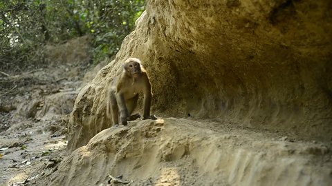 Assamese Macaque monkey Eating in Spring Salt Mineral Soil Lick in Thailand